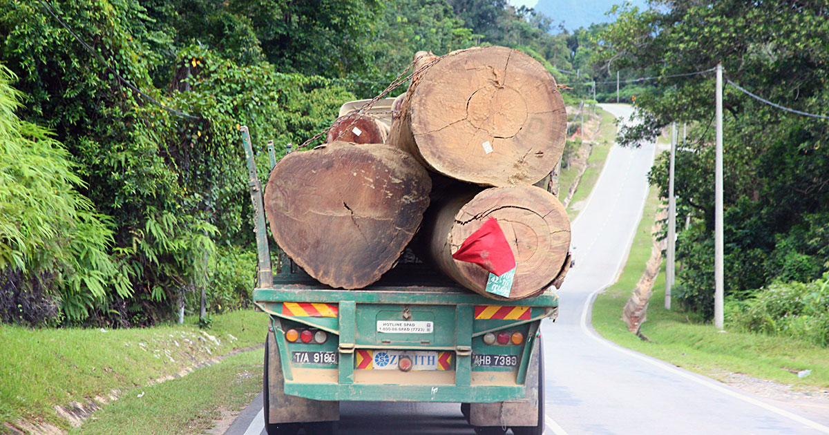 The Fight for Kelantan’s Forests