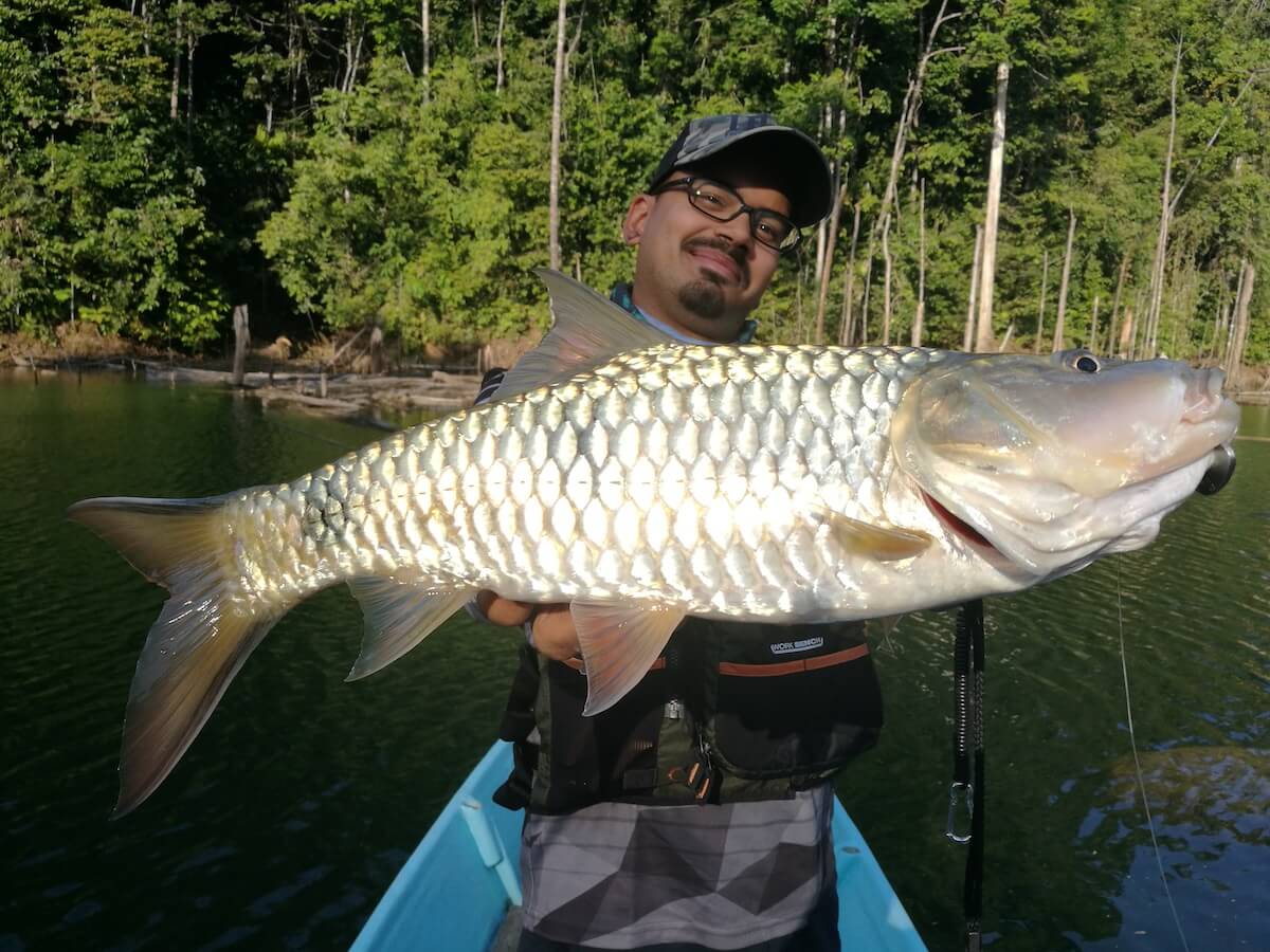 Sebarau fishing in the Murum