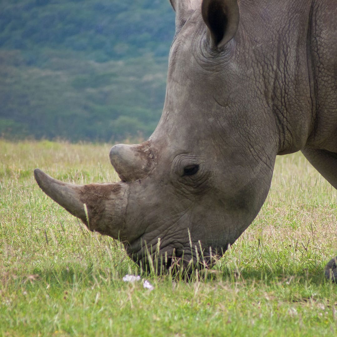 Malaysia’s rhinos: The long goodbye