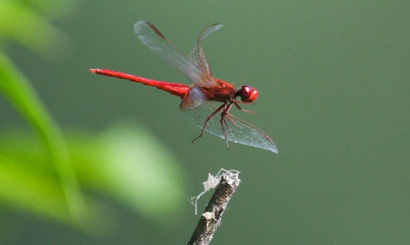 Half-a-million insect species face extinction: scientists