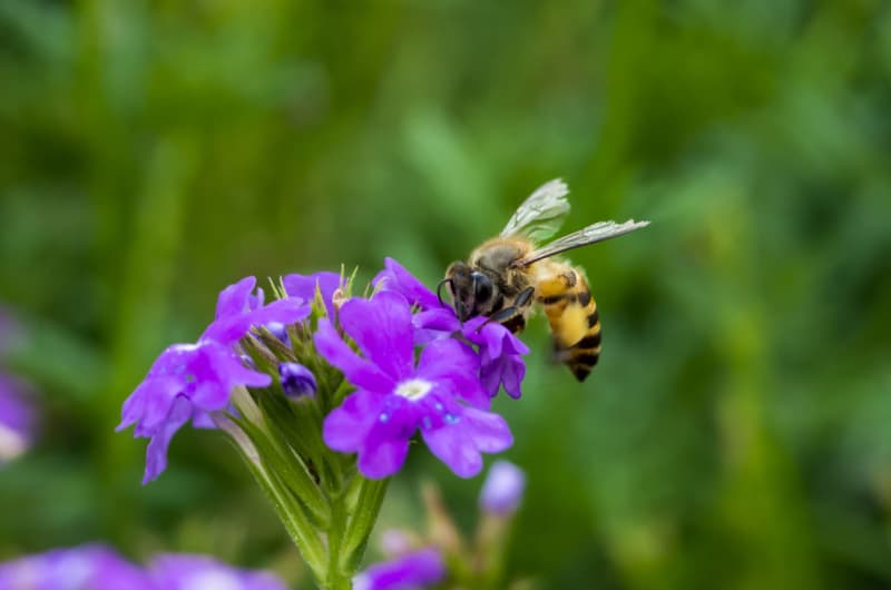 Tiny Dancer: Scientists spy on booty-shaking bees to help conservation