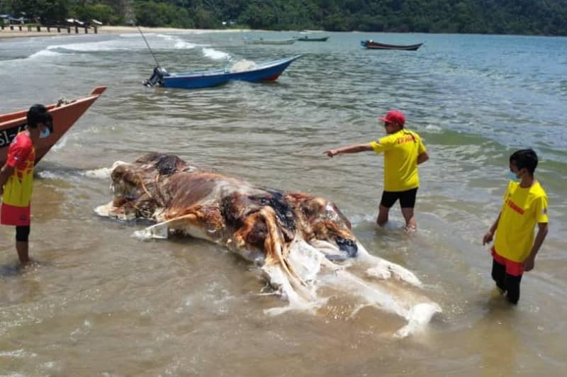 Locals horrified after giant rotting mass of flesh washes up on beach in Malaysia
